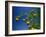 Orange Tree, Valencia, Spain, Europe-Mawson Mark-Framed Photographic Print