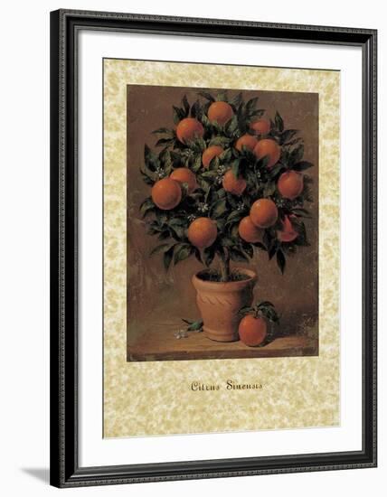 Orange Tree-Joaquin Moragues-Framed Art Print