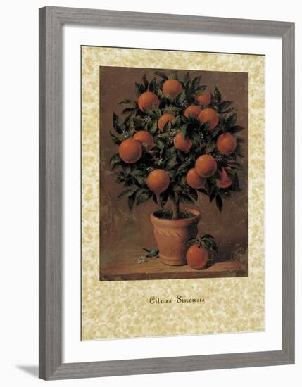 Orange Tree-Joaquin Moragues-Framed Art Print