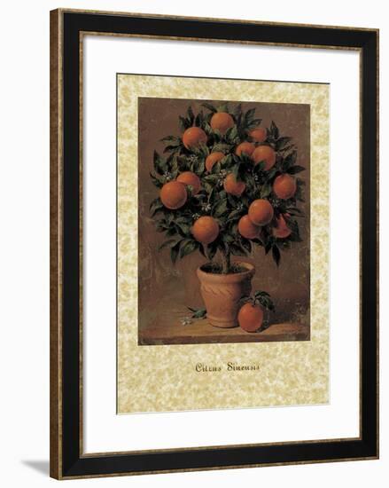 Orange Tree-Joaquin Moragues-Framed Art Print