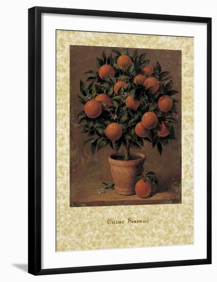 Orange Tree-Joaquin Moragues-Framed Art Print