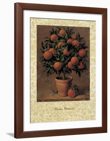 Orange Tree-Joaquin Moragues-Framed Art Print