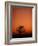 Orange Tree-Doug Chinnery-Framed Photographic Print