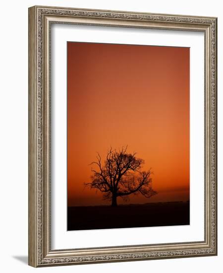 Orange Tree-Doug Chinnery-Framed Photographic Print