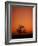 Orange Tree-Doug Chinnery-Framed Photographic Print