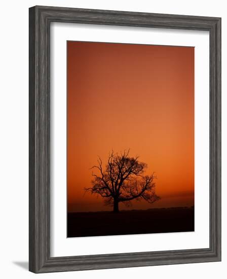 Orange Tree-Doug Chinnery-Framed Photographic Print