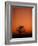 Orange Tree-Doug Chinnery-Framed Photographic Print