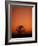 Orange Tree-Doug Chinnery-Framed Photographic Print