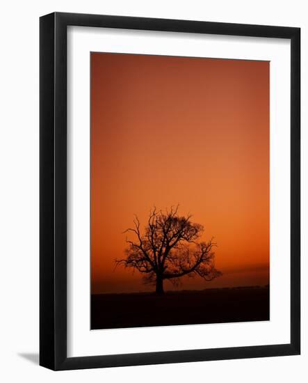 Orange Tree-Doug Chinnery-Framed Photographic Print