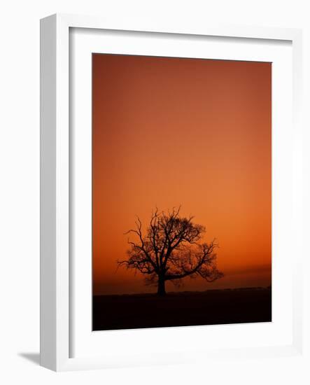 Orange Tree-Doug Chinnery-Framed Photographic Print