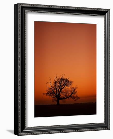 Orange Tree-Doug Chinnery-Framed Photographic Print