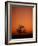 Orange Tree-Doug Chinnery-Framed Photographic Print