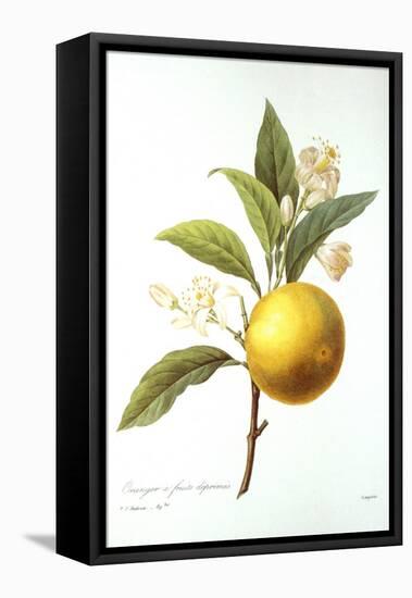 Orange Tree-Pierre-Joseph Redouté-Framed Premier Image Canvas