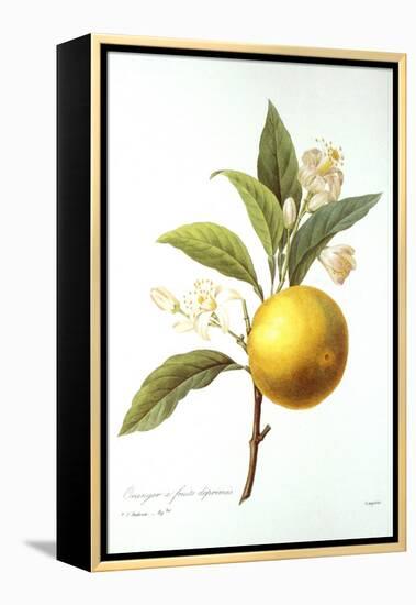 Orange Tree-Pierre-Joseph Redouté-Framed Premier Image Canvas