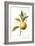 Orange Tree-Pierre-Joseph Redouté-Framed Giclee Print