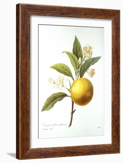 Orange Tree-Pierre-Joseph Redouté-Framed Giclee Print