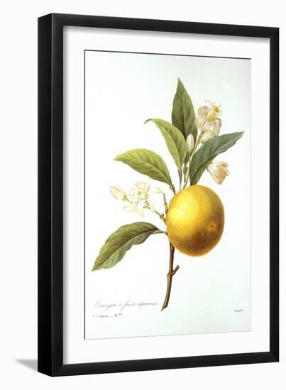 Orange Tree-Pierre-Joseph Redouté-Framed Giclee Print