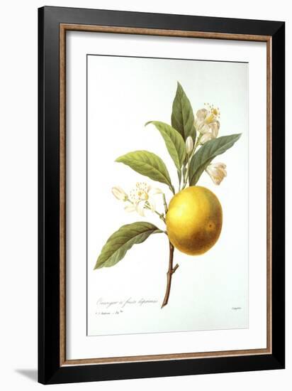 Orange Tree-Pierre-Joseph Redouté-Framed Giclee Print