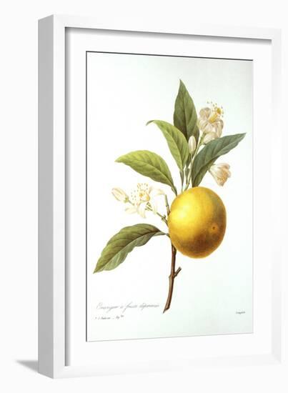 Orange Tree-Pierre-Joseph Redouté-Framed Giclee Print