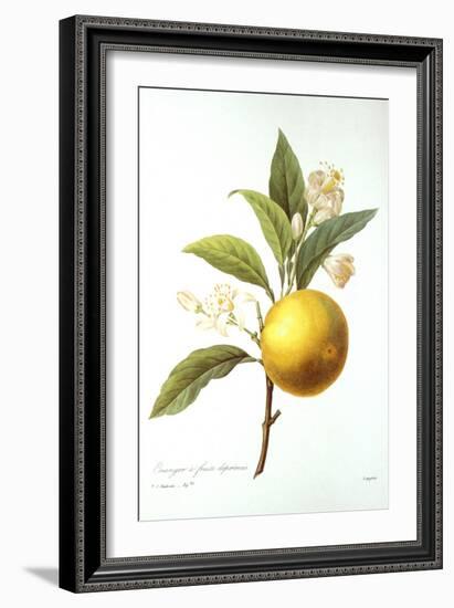 Orange Tree-Pierre-Joseph Redouté-Framed Giclee Print