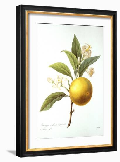 Orange Tree-Pierre-Joseph Redouté-Framed Giclee Print