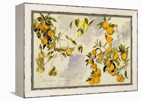 Orange Trees, 1863 (W/C, Pen and Ink over Graphite on Heavy Wove Paper)-Edward Lear-Framed Premier Image Canvas