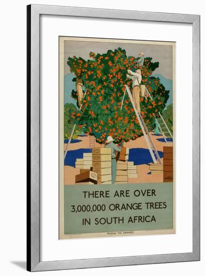 Orange Trees in South Africa, from the Series 'Summer's Oranges from South Africa'-Guy Kortright-Framed Giclee Print