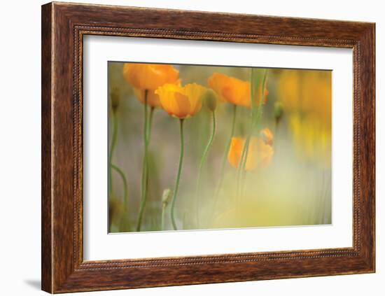 Orange Tulip Mist-Karin Connolly-Framed Art Print