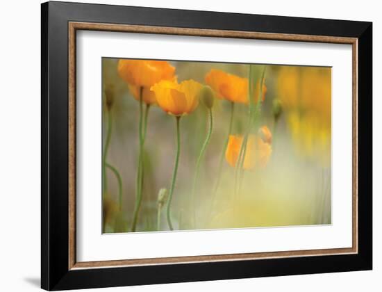 Orange Tulip Mist-Karin Connolly-Framed Art Print