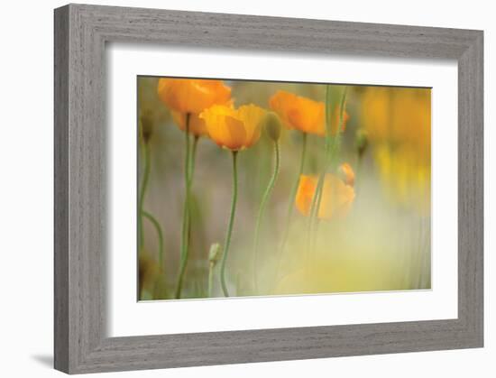 Orange Tulip Mist-Karin Connolly-Framed Art Print