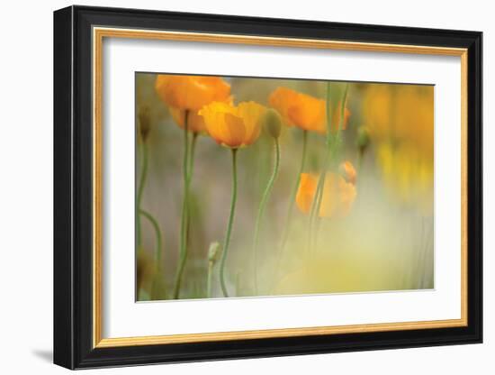 Orange Tulip Mist-Karin Connolly-Framed Art Print