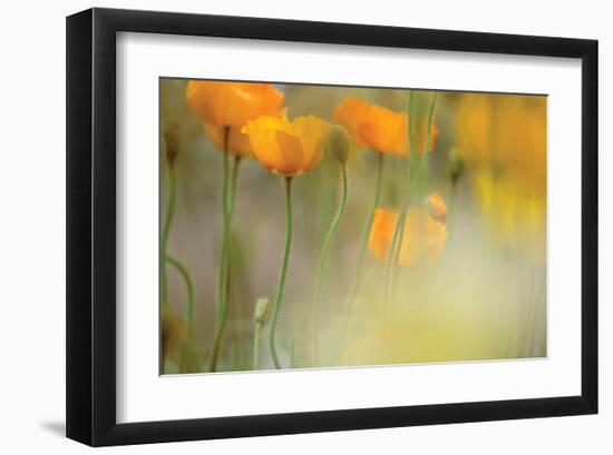 Orange Tulip Mist-Karin Connolly-Framed Art Print