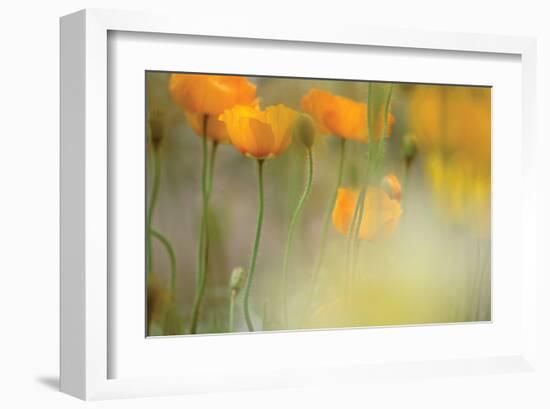 Orange Tulip Mist-Karin Connolly-Framed Art Print