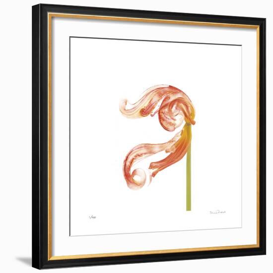 Orange Tulip No 22-Shams Rasheed-Framed Giclee Print