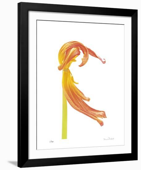 Orange Tulip No 23-Shams Rasheed-Framed Giclee Print