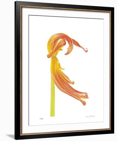 Orange Tulip No 23-Shams Rasheed-Framed Giclee Print