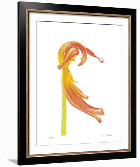 Orange Tulip No 23-Shams Rasheed-Framed Giclee Print