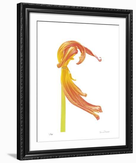 Orange Tulip No 23-Shams Rasheed-Framed Giclee Print