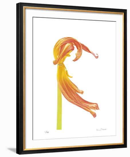 Orange Tulip No 23-Shams Rasheed-Framed Giclee Print