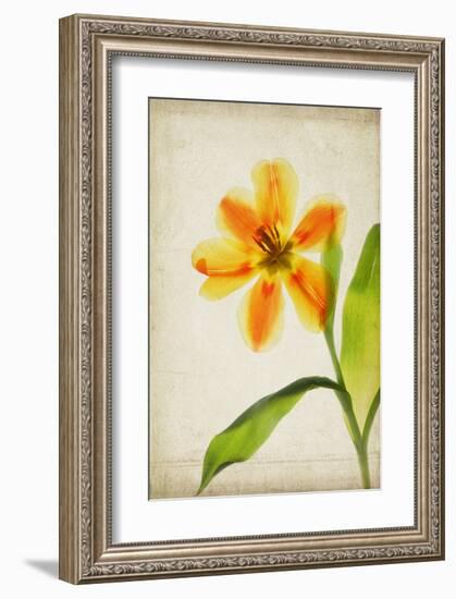 Orange Tulip-Judy Stalus-Framed Art Print