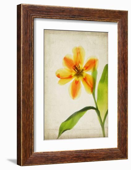 Orange Tulip-Judy Stalus-Framed Art Print