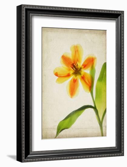 Orange Tulip-Judy Stalus-Framed Art Print