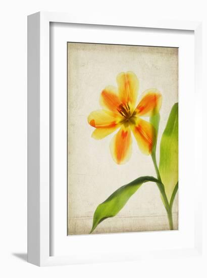 Orange Tulip-Judy Stalus-Framed Art Print