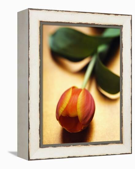 Orange Tulip-Colin Anderson-Framed Premier Image Canvas