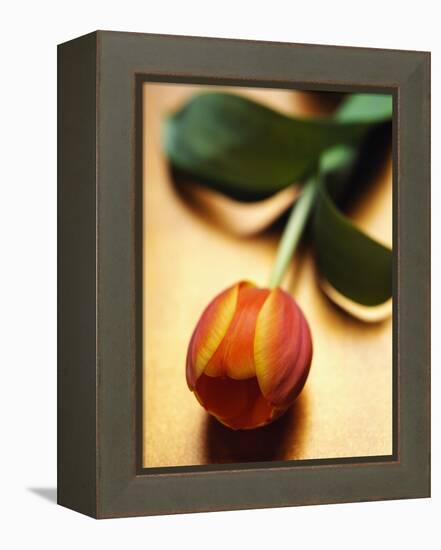 Orange Tulip-Colin Anderson-Framed Premier Image Canvas