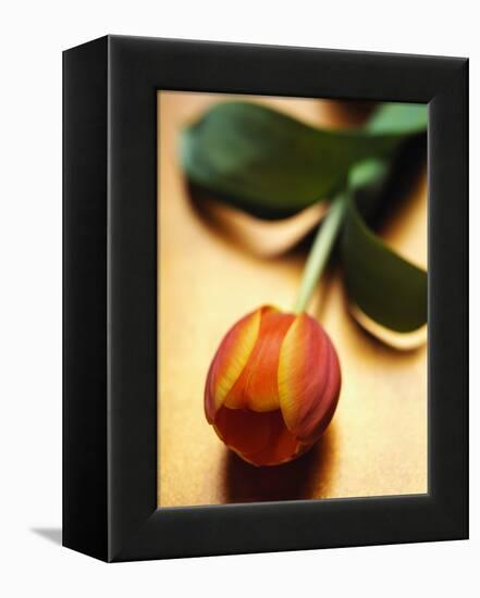 Orange Tulip-Colin Anderson-Framed Premier Image Canvas