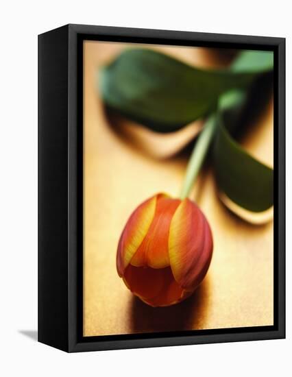 Orange Tulip-Colin Anderson-Framed Premier Image Canvas