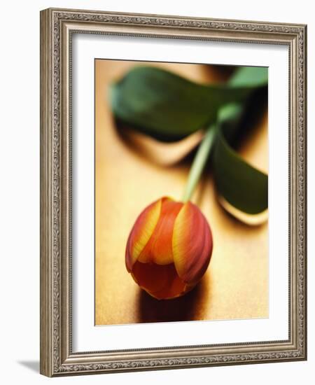 Orange Tulip-Colin Anderson-Framed Photographic Print