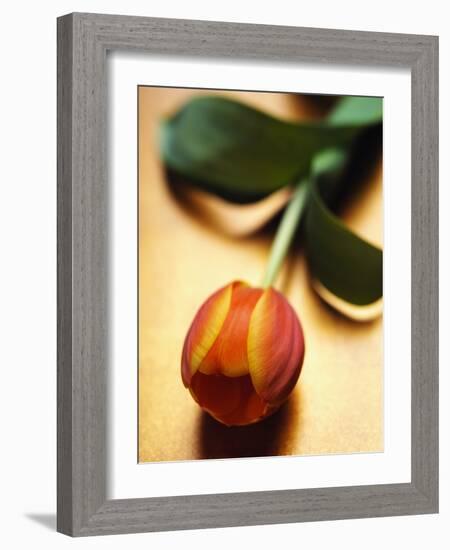 Orange Tulip-Colin Anderson-Framed Photographic Print