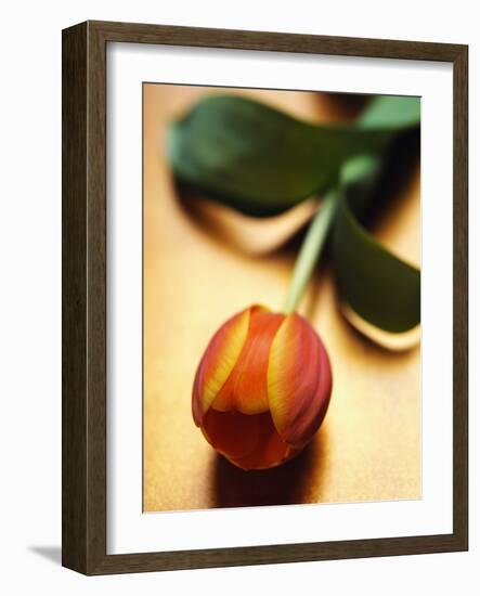 Orange Tulip-Colin Anderson-Framed Photographic Print